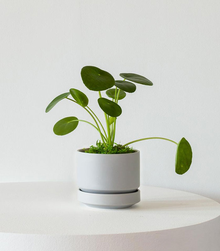 w-indoor-plants-small-2-3
