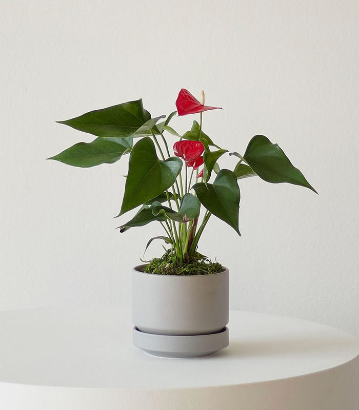 w-indoor-plants-small-4-3